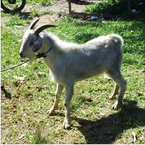 Qurban Di MTT 2013 (Hari Kedua)