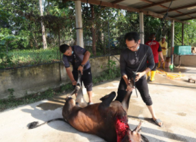 Sembelihan & Aqiqah 1 Ramadhan 1442H