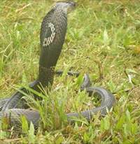 Haflatul Quran MTT 2013 (Demonstrasi Ular)